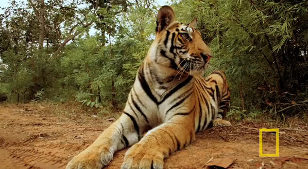 Robot vs. Tiger: Capturing Wildlife Up-Close with Remote Controlled Camera