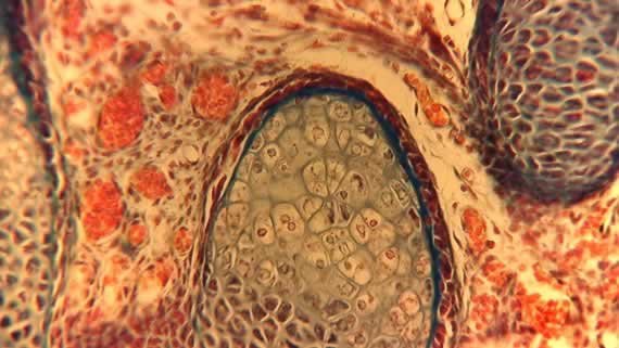 Rat embryo (bright field) Rat embryo (bright field)