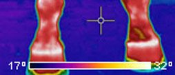 FLIR A615 veterinarian